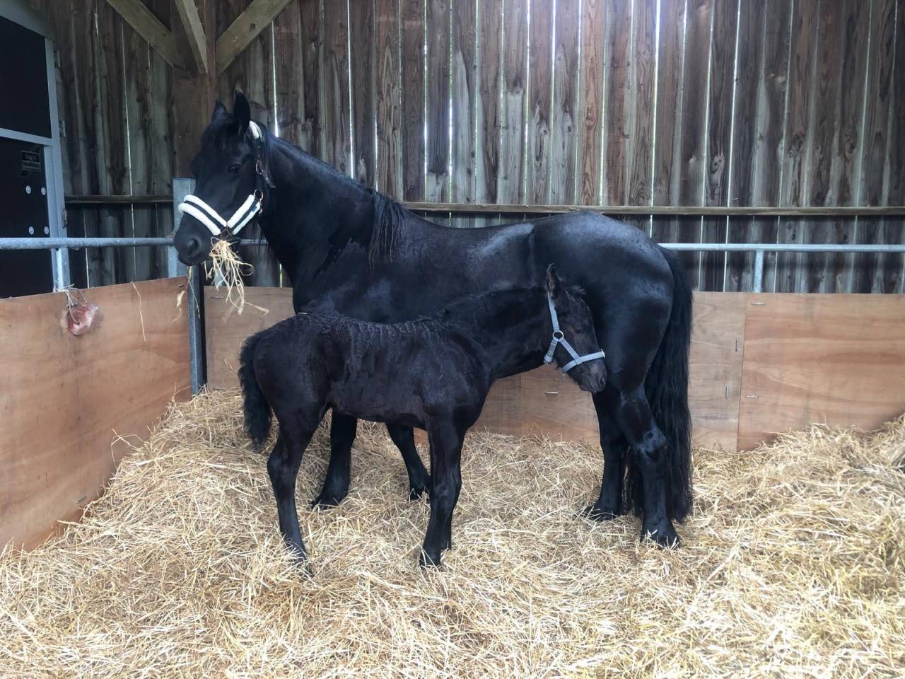 Entire Friesian For sale 2025 Black