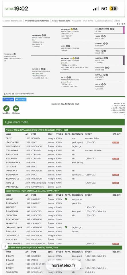 Mare Zangersheide For sale 2024 Chesnut