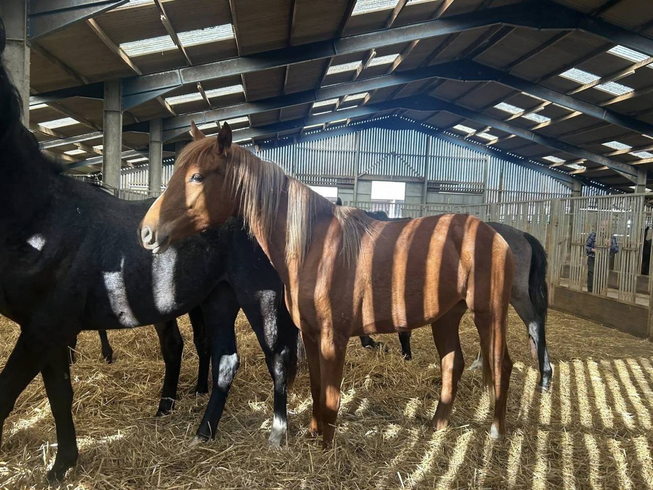 Mare Zangersheide For sale 2024 Chesnut