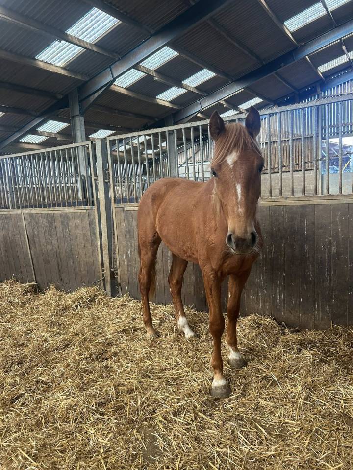 Mare Zangersheide For sale 2024 Chesnut