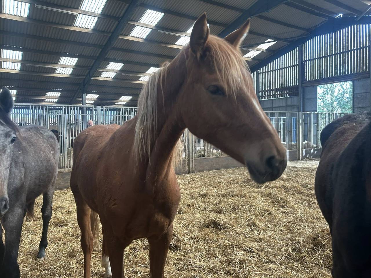 Mare Zangersheide For sale 2024 Chesnut