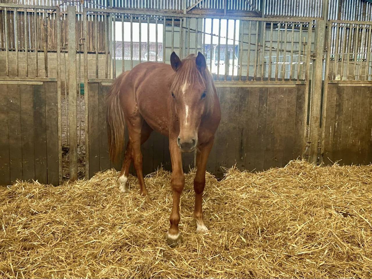 Mare Zangersheide For sale 2024 Chesnut