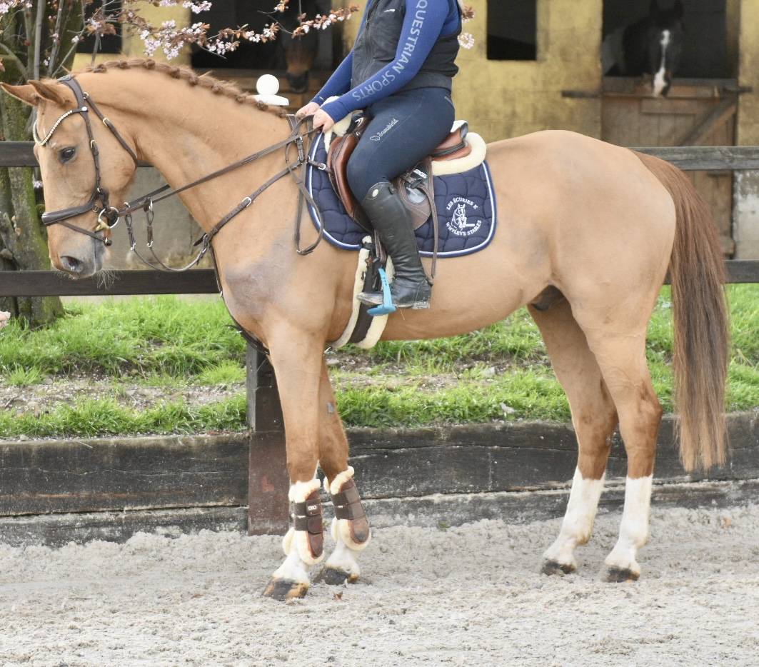 Gelding Zangersheide For sale 2016 Chesnut