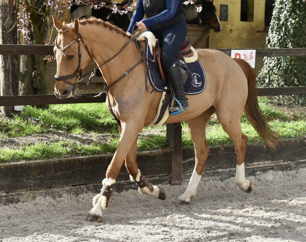 Gelding Zangersheide For sale 2016 Chesnut