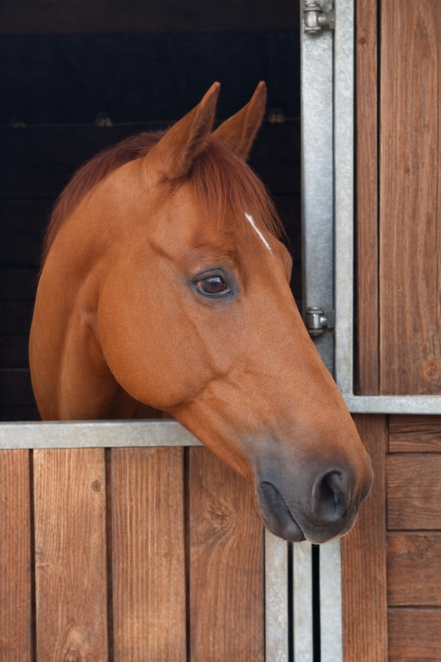 Gelding Zangersheide For sale 2016 Chesnut