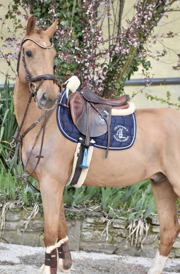 Gelding Zangersheide For sale 2016 Chesnut