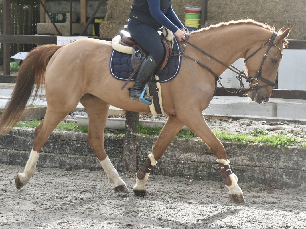 Gelding Zangersheide For sale 2016 Chesnut