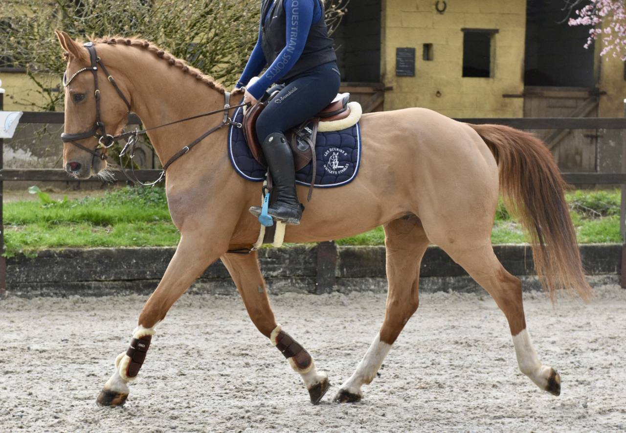 Gelding Zangersheide For sale 2016 Chesnut
