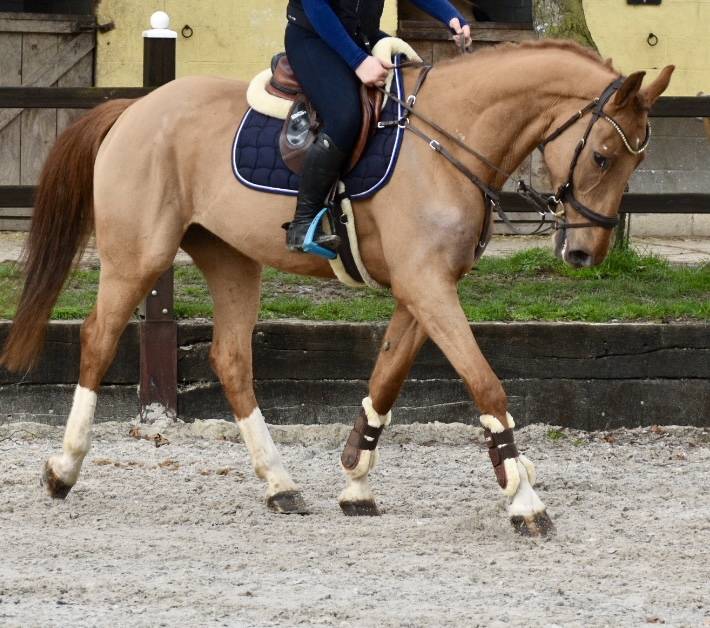 Gelding Zangersheide For sale 2016 Chesnut