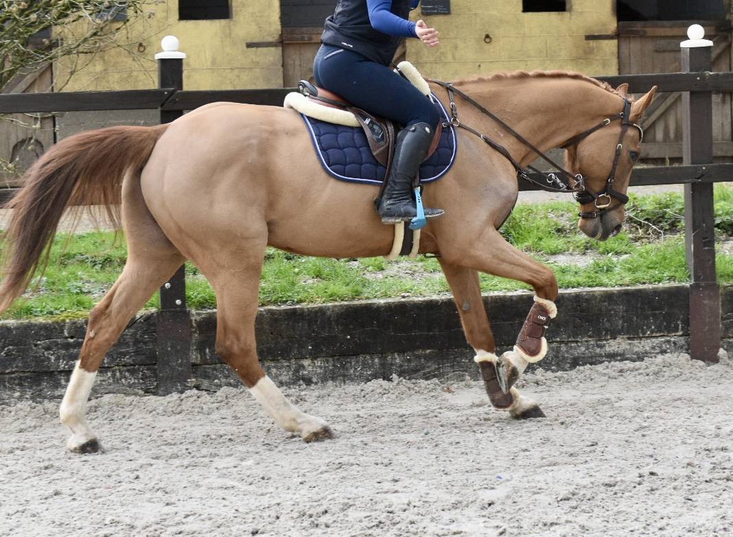 Gelding Zangersheide For sale 2016 Chesnut