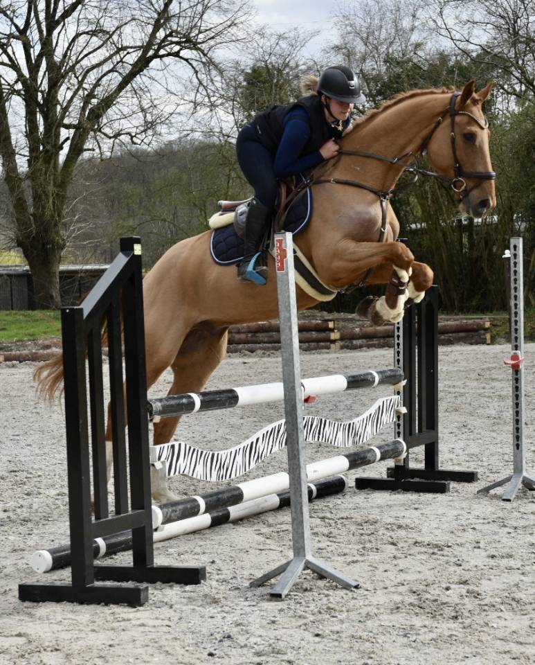 Gelding Zangersheide For sale 2016 Chesnut