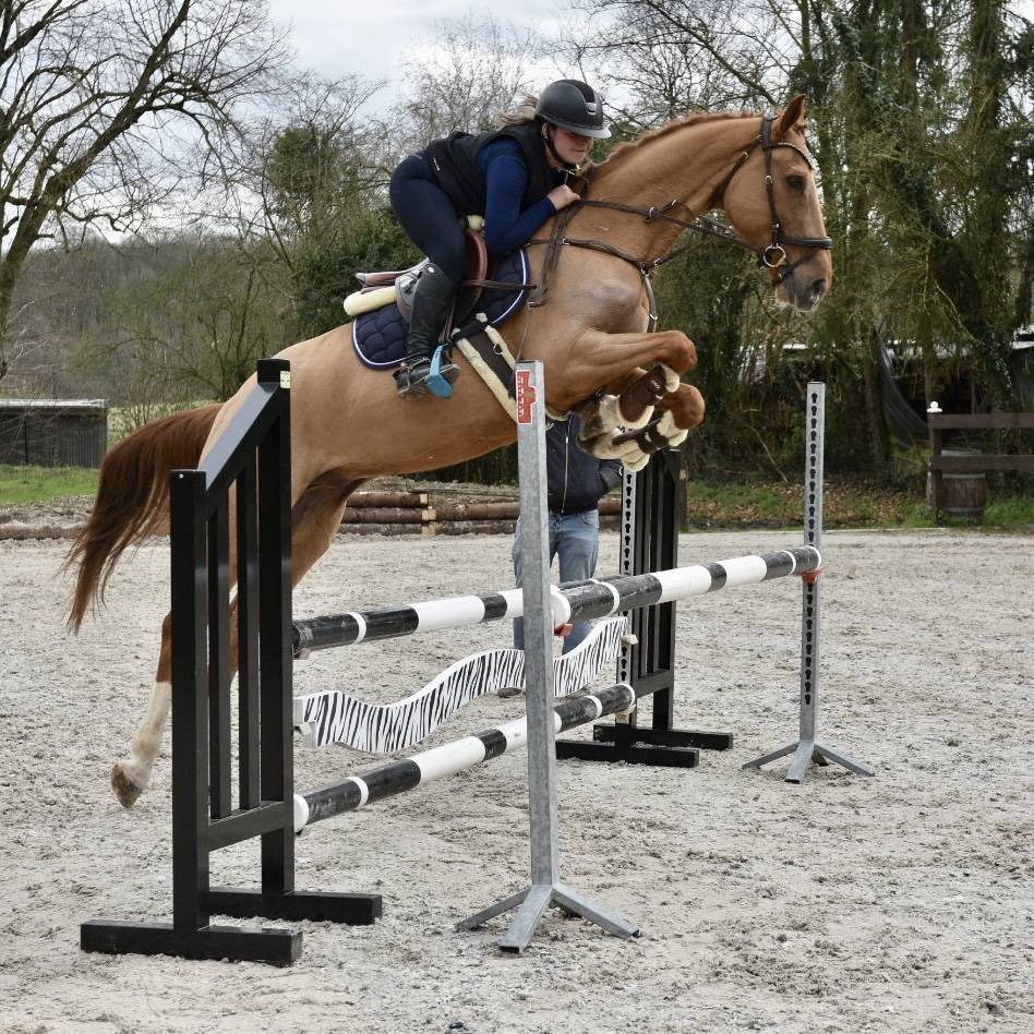 Gelding Zangersheide For sale 2016 Chesnut