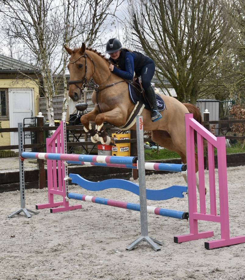 Gelding Zangersheide For sale 2016 Chesnut