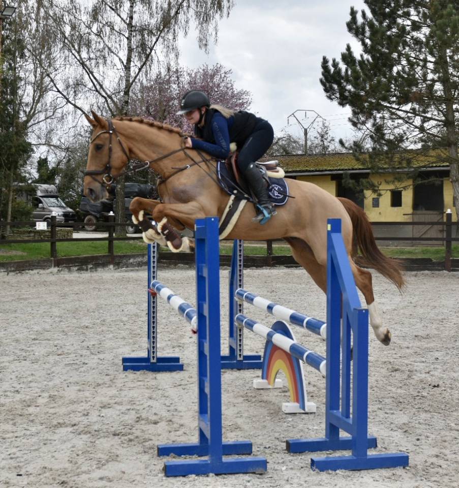 Gelding Zangersheide For sale 2016 Chesnut
