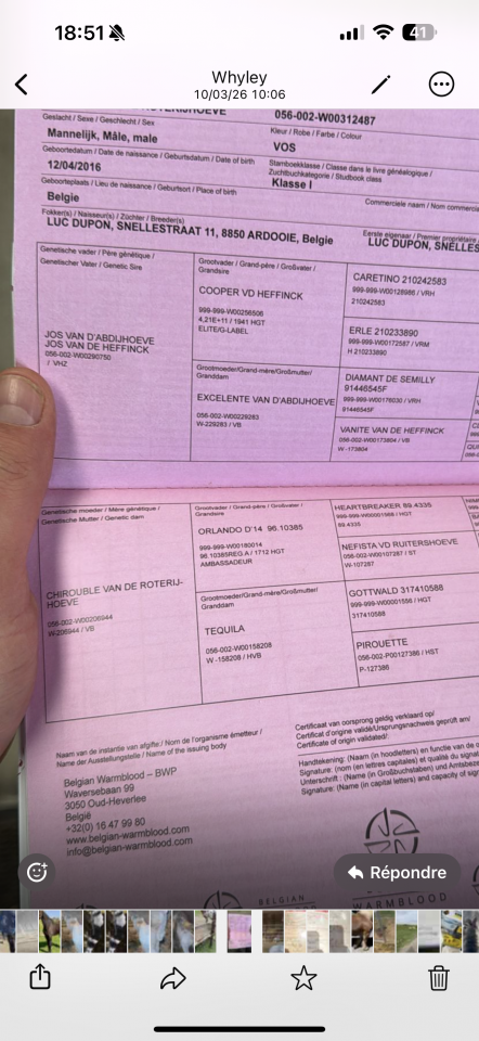 Gelding Zangersheide For sale 2016 Chesnut