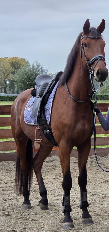 Gelding KWPN Dutch Warmblood For sale 2021 Brown