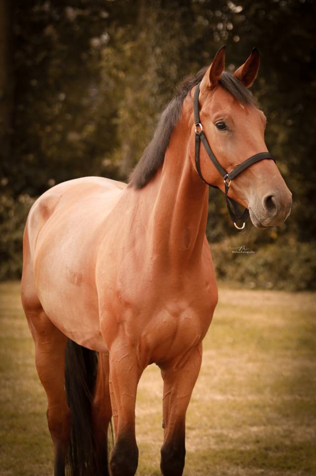 Gelding KWPN Dutch Warmblood For sale 2021 Brown