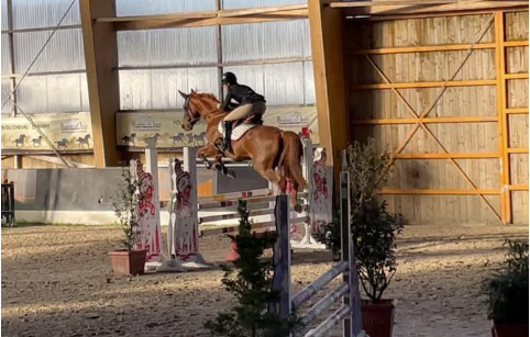 Mare Selle Fran&ccedil;ais For sale 2016 Chesnut