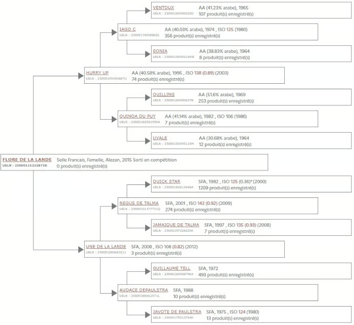 Mare Selle Fran&ccedil;ais For sale 2016 Chesnut