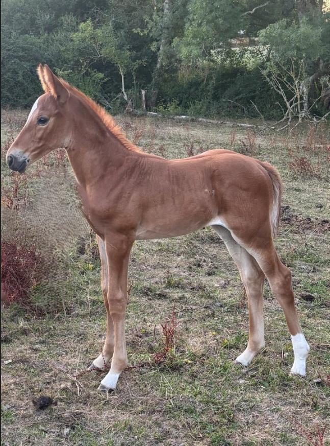 Mare Selle Fran&ccedil;ais For sale 2016 Chesnut