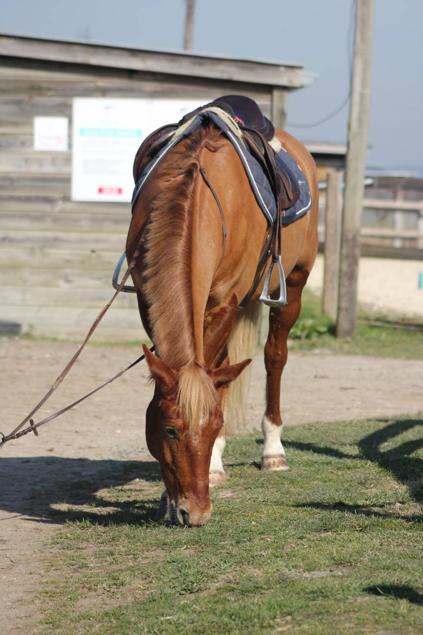 Gelding Origin Recorded For sale 2020 Chesnut