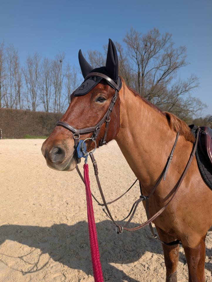 Gelding Origin Recorded For sale 2020 Chesnut