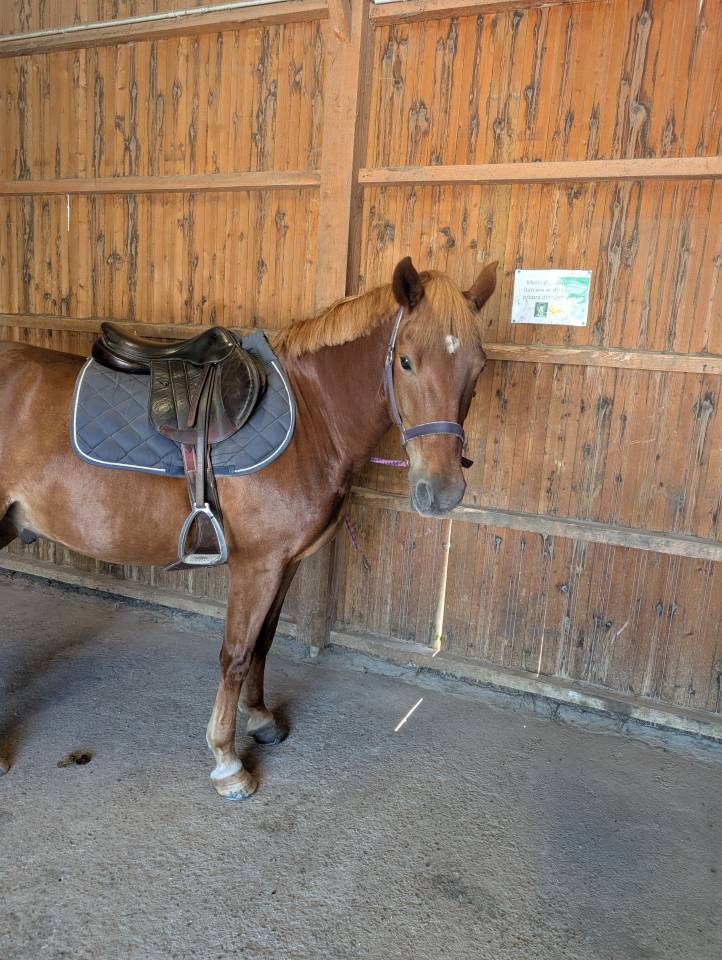 Gelding Origin Recorded For sale 2020 Chesnut