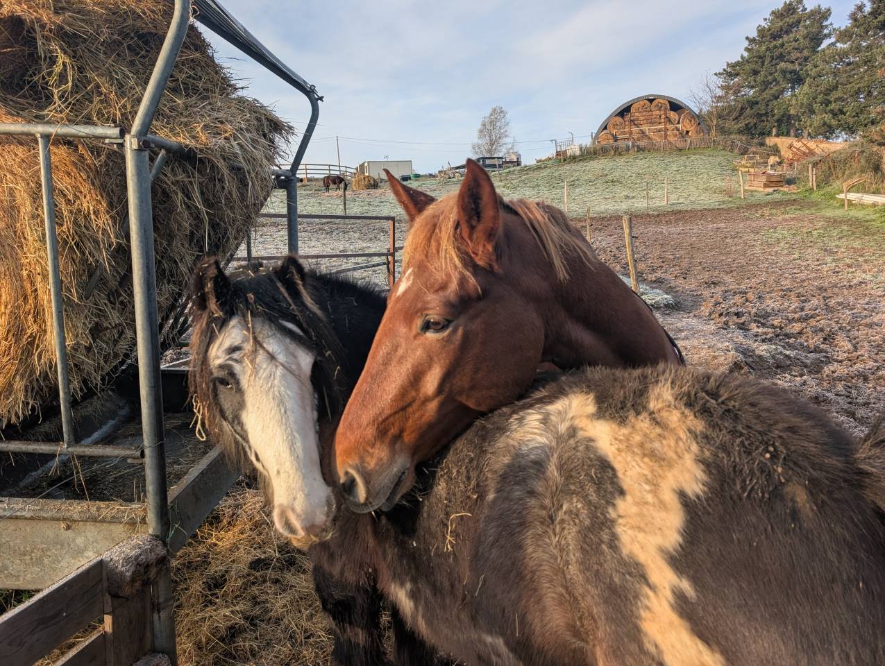 Gelding Origin Recorded For sale 2020 Chesnut