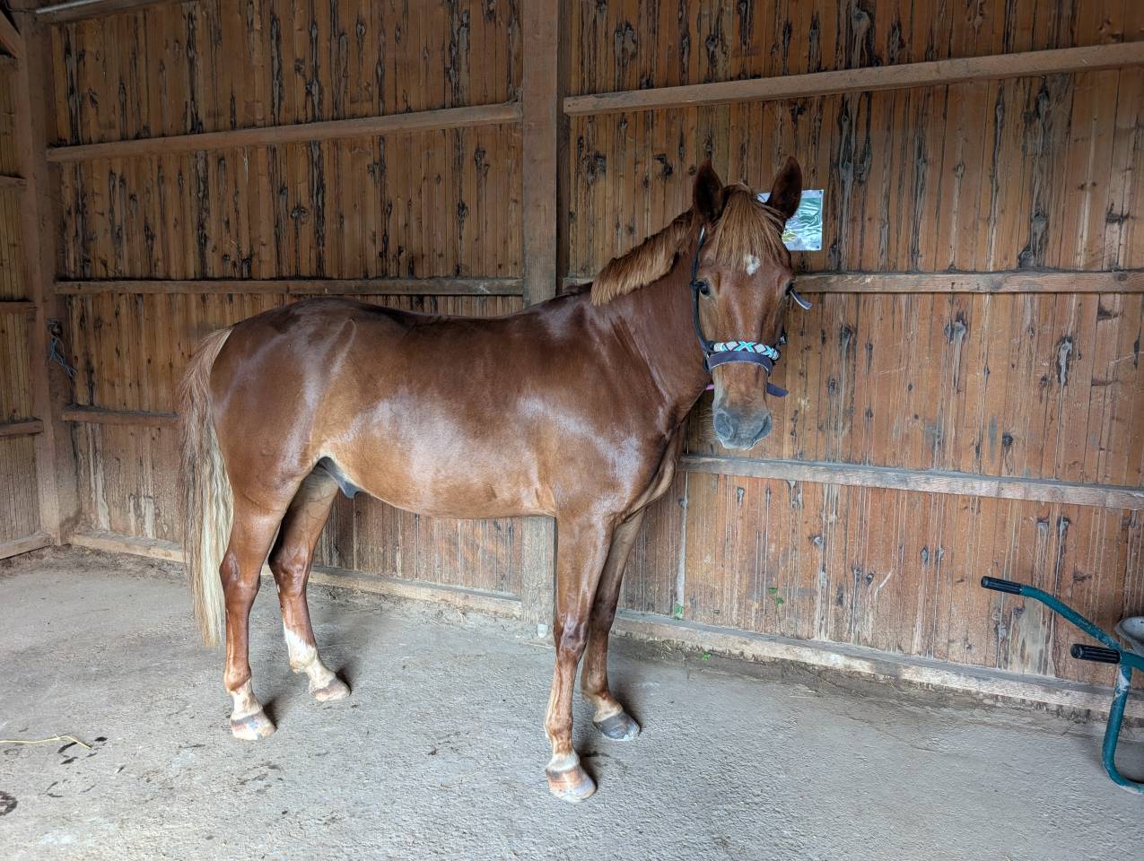 Gelding Origin Recorded For sale 2020 Chesnut