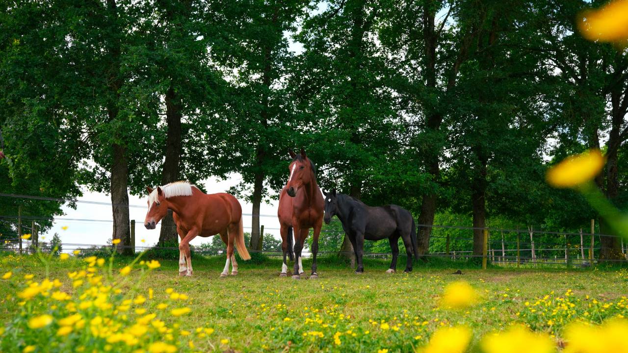 Equestrian property  Loire-Atlantique