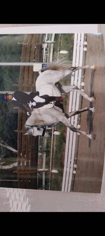 Gelding Lusitano For sale 2015 White