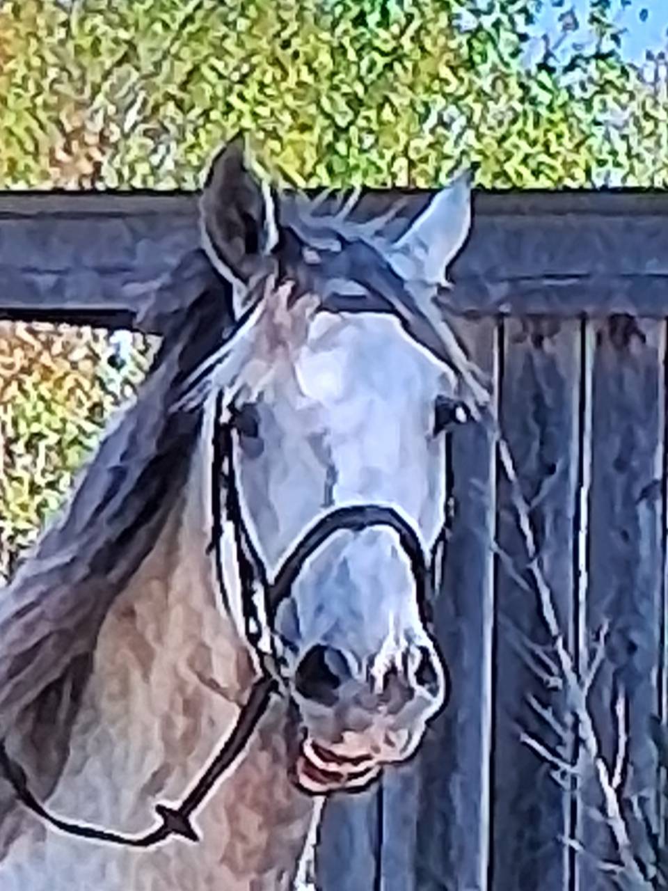 Gelding Lusitano For sale 2015 White