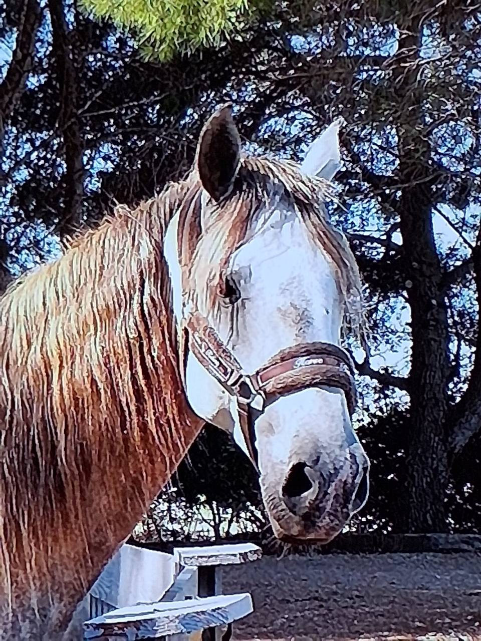 Gelding Lusitano For sale 2015 White