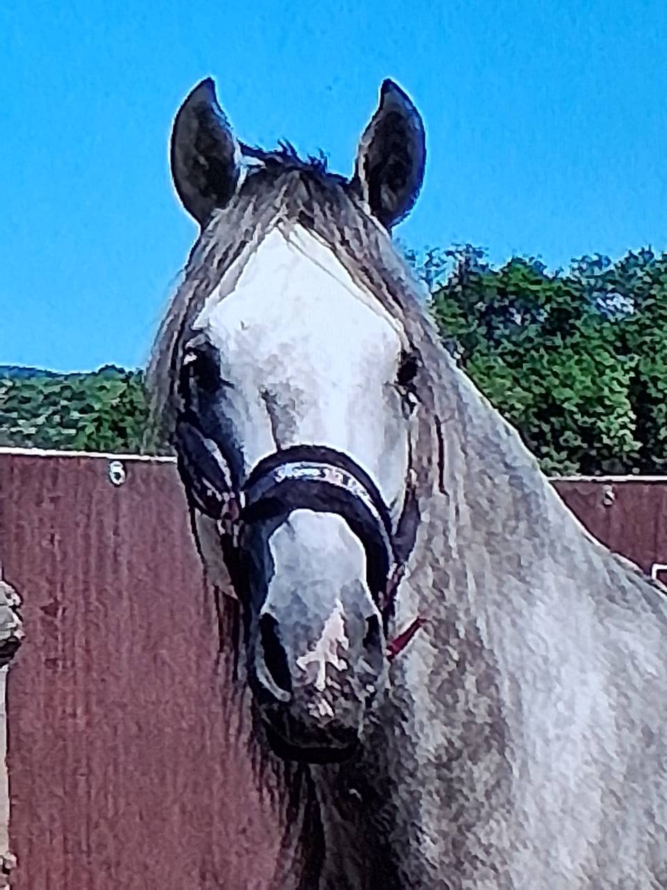 Gelding Lusitano For sale 2015 White