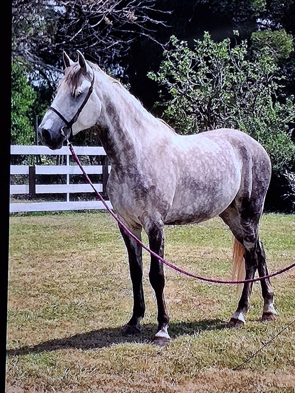 Gelding Lusitano For sale 2015 White
