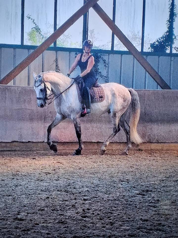 Gelding Lusitano For sale 2015 White