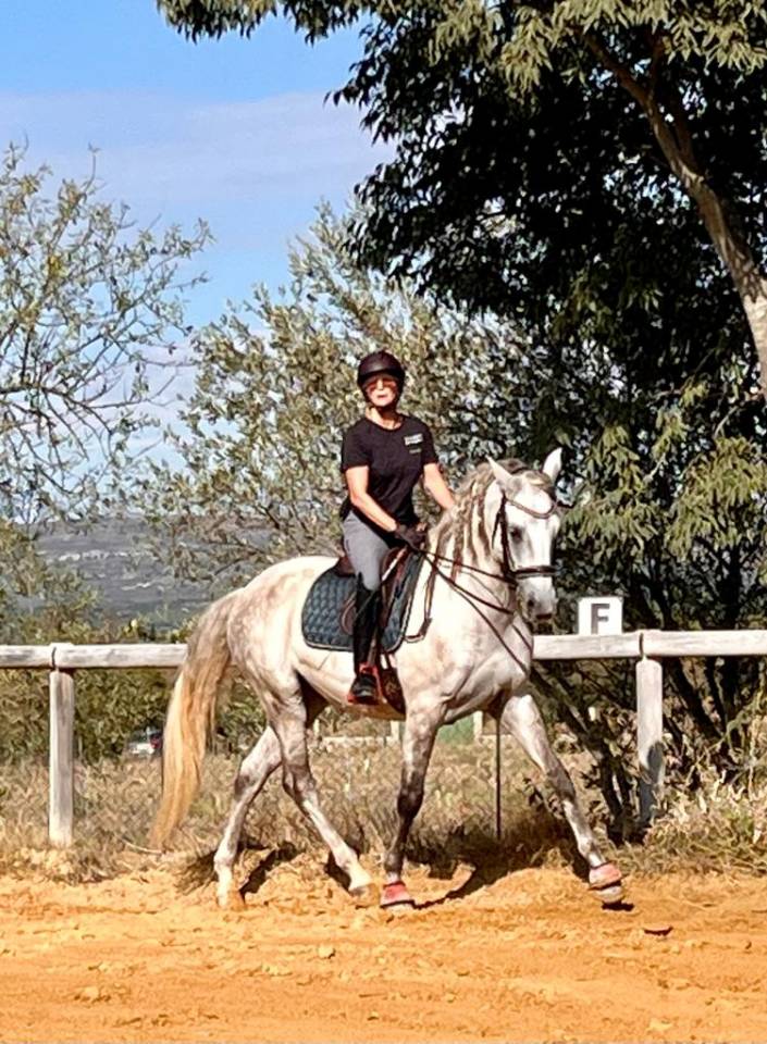 Gelding Lusitano For sale 2015 White