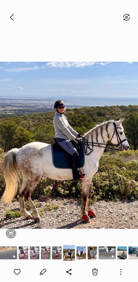 Gelding Lusitano For sale 2015 White