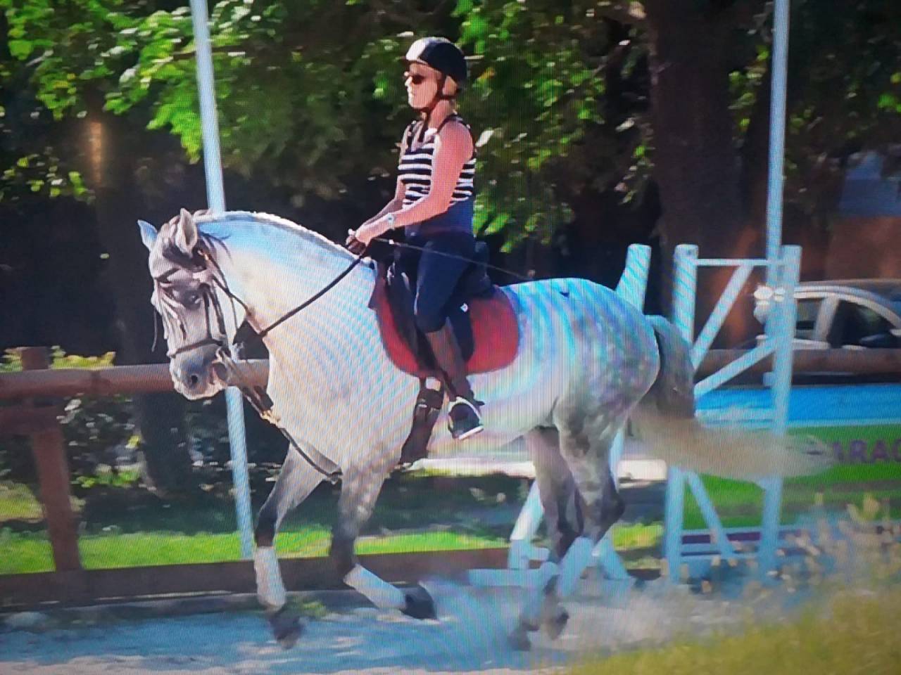 Gelding Lusitano For sale 2015 White