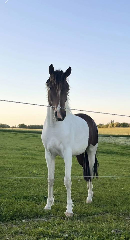 Gelding Curly For sale 2023 Coloured