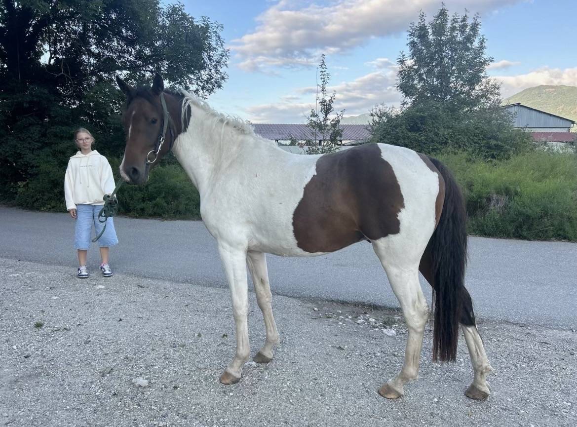Gelding Curly For sale 2023 Coloured