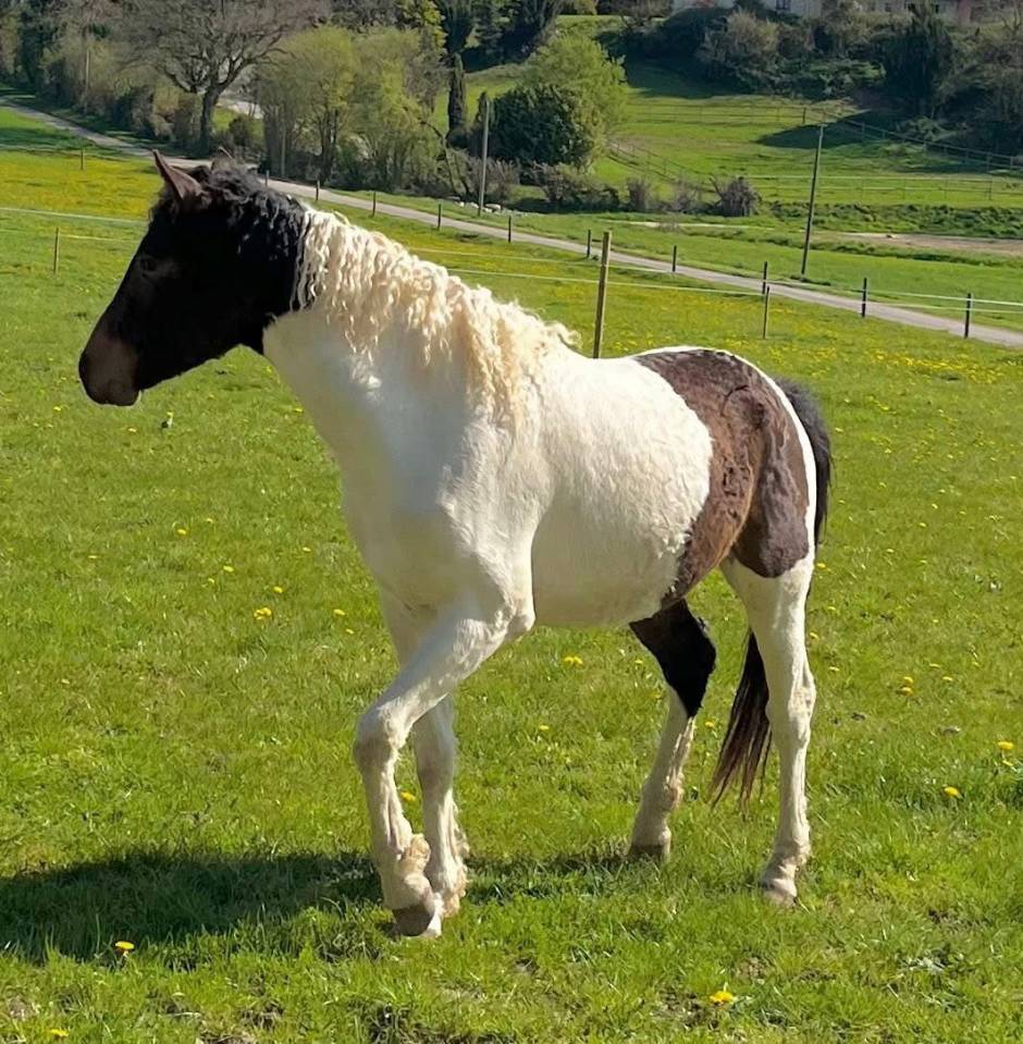Gelding Curly For sale 2023 Coloured