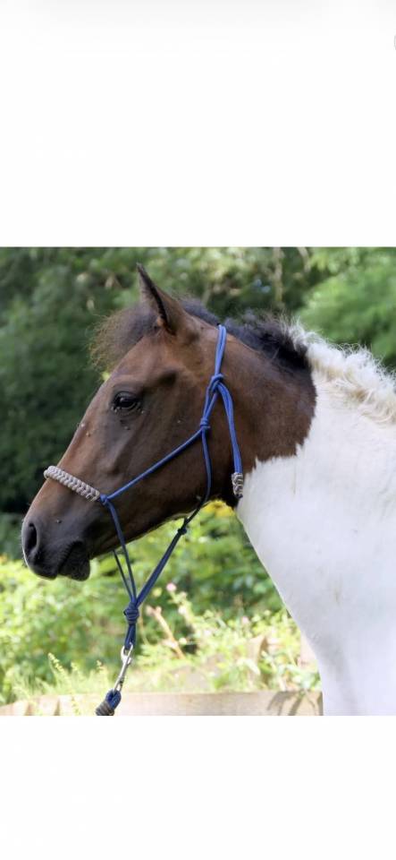 Gelding Curly For sale 2023 Coloured