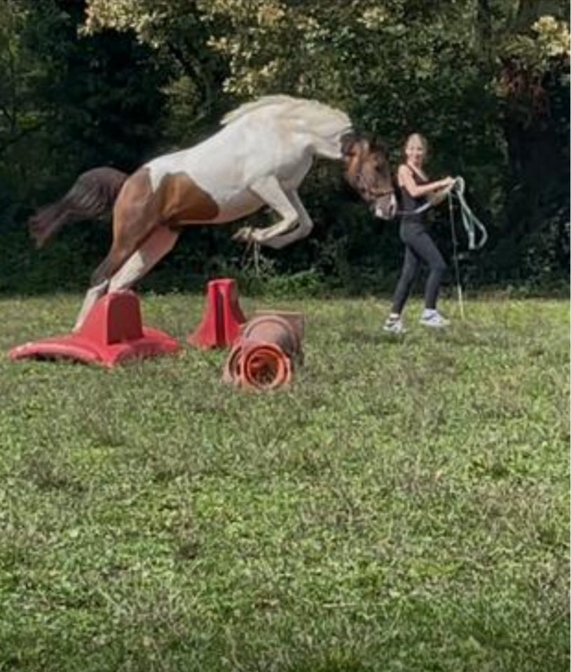 Gelding Curly For sale 2023 Coloured