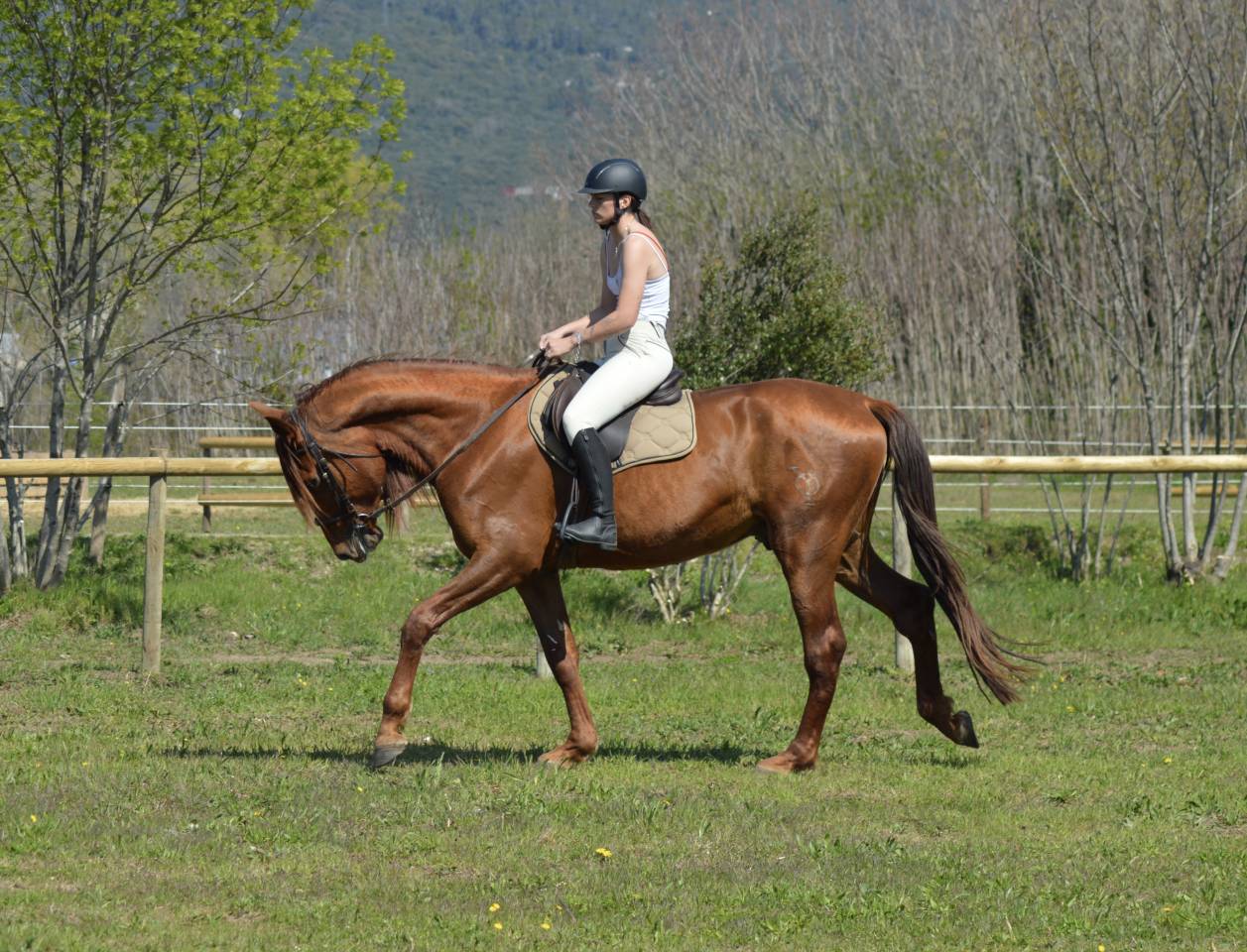 Entire PRE Pure Spanish Bred For sale 2021 Chesnut