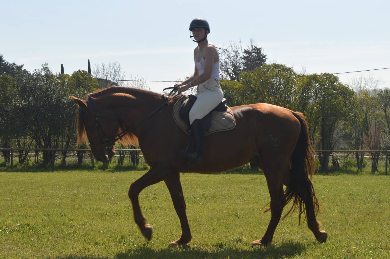 Entire PRE Pure Spanish Bred For sale 2021 Chesnut