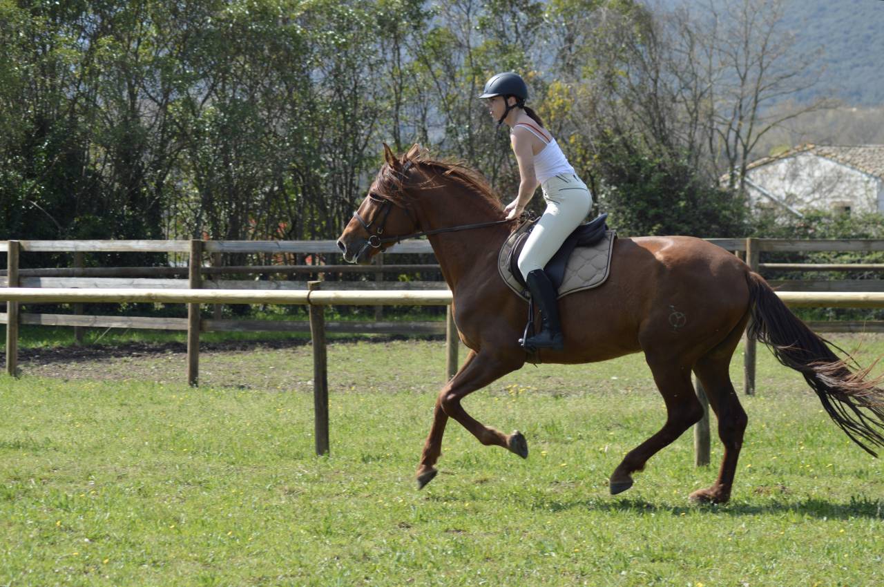 Entire PRE Pure Spanish Bred For sale 2021 Chesnut