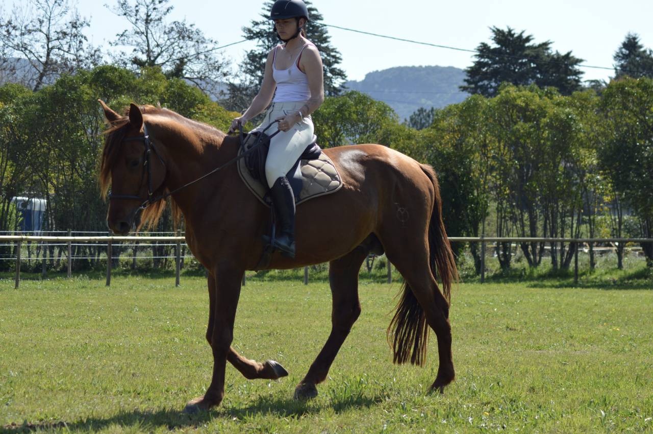 Entire PRE Pure Spanish Bred For sale 2021 Chesnut