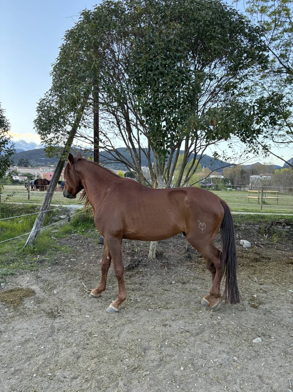 Entire PRE Pure Spanish Bred For sale 2021 Chesnut