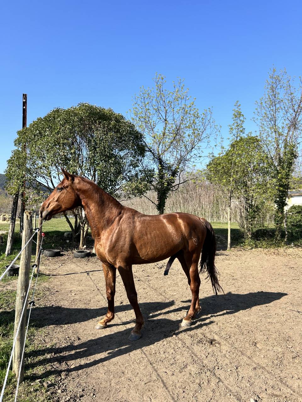 Entire PRE Pure Spanish Bred For sale 2021 Chesnut